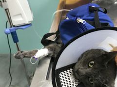 -高德24h动物医院