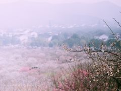-香雪海