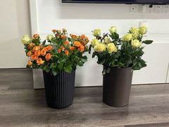 -循礼门鲜花花市(武汉循礼门店)