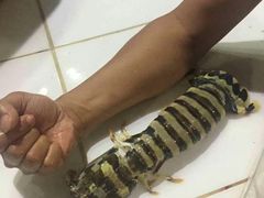 -海盗餐厅