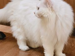 -有猫主题·治愈系猫咖(曾厝垵店)