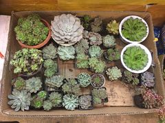 -双季花艺园艺市场(浦东店)