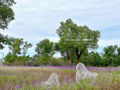 -上海山野camping·户外天幕烧烤·团建拓展营地