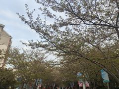-高东镇樱花园