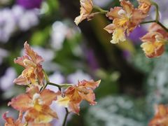 -上海辰山植物园