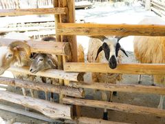 -泉州海丝野生动物世界