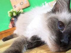 -李小姐の猫咖啡馆(五角场店)