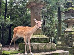 -奈良公园