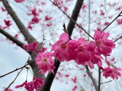 -天适樱花悠乐园