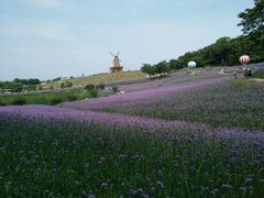 -大塘金香草谷