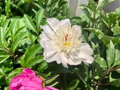 -双季花艺园艺市场(浦东店)