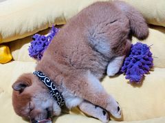 -逗柴咖啡屋·狗咖猫咖宠物桌游