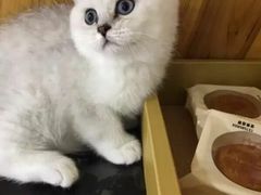 -宠爱多约克夏马尔济斯泰迪小型犬专卖