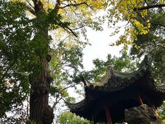 -秋霞圃
