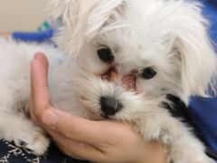 -美联众合动物医院·24h转诊中心