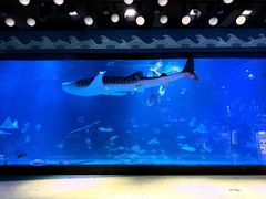 -烟台海昌鲸鲨海洋公园