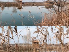 -池杉湖湿地公园