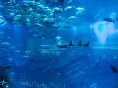 -迪拜水族馆及水下动物园