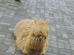 -长白岛森林公园