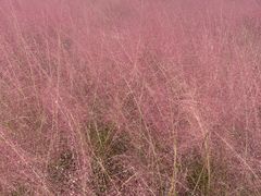 -南通鲜花小镇