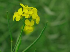 -中国天府农业博览园