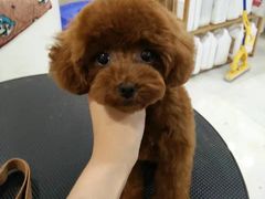 -多卡布奇宠物生活馆(上林世家店)