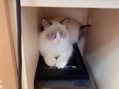 -芭比堂动物医院·犬猫全科·异宠专科(雁塔分院)