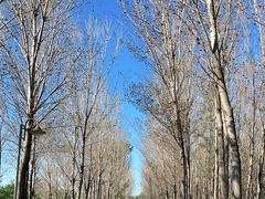 -东升八家郊野公园