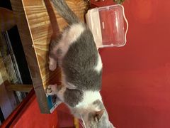 -猫色咖啡·猫咖