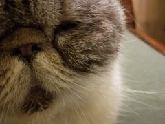-猫色咖啡·猫咖