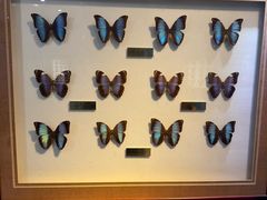 -上海昆虫博物馆