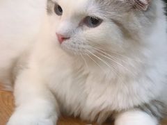-滚猫咖啡·猫咖·猫友好撸猫(未来城店)