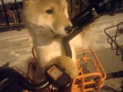 -宠爱国际动物医院·消化内科·心肾内科·ISFM猫友好(望京店)