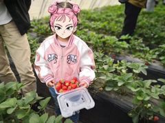 -昌平兴寿秀秀草莓采摘园