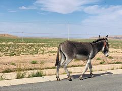 -青藏高原野生动物园