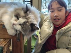 -猫小院猫主题餐厅(南锣旗舰店)