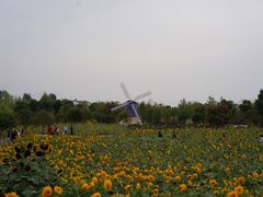 -金卉庄园