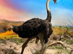 -国家自然博物馆