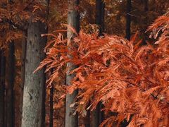 -黄海国家森林公园