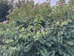 -广东花都湖国家湿地公园