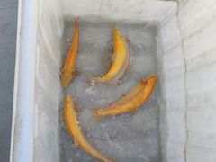 -活鱼馆(宜兴埠店)