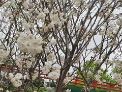 -观澜湖生态运动公社