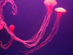 -海合安天津极地海洋公园