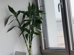 -中环花鸟鱼虫市场