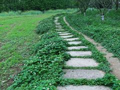 -桤木河湿地公园