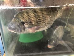 -阿杰臻选海鲜饭店(普陀山店)