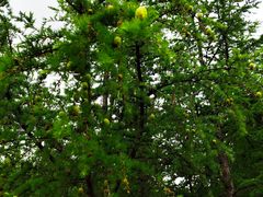 -塞罕坝国家级自然保护区