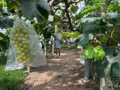 -马陆小张葡萄园农家乐