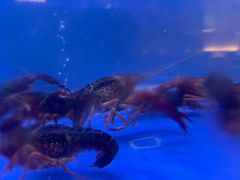 -白仁仔· 活烤海鲜 宵夜(豫园店)