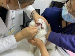 -美联众合动物医院·24h转诊中心
